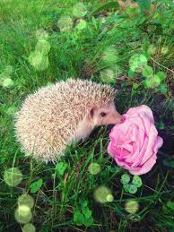Hailey The Hedgehog Stopping By To Smell The Rose Cute Hedgehog Baby Hedgehog Hedgehog