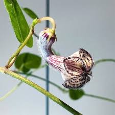 Image result for Ceropegia cimiciodora
