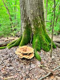 Image result for Polyporus pendulus