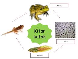 Kitaran hidup rama rama prasekolah. Kitaran Hidup Haiwan