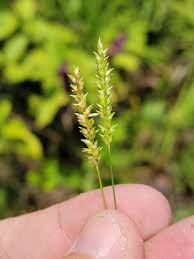 Image result for Sacciolepis indica