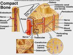This video explains how to draw parenchyma, collenchyma and sclerenchyma in easy steps and compact way. 15 Bone Anatomy Ideas Anatomy Anatomy And Physiology Physiology