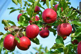 Leider hat sich eine klasse von gärtnern entwickelt, die schon keinen apfelbaum im garten, dulden da dieser im herbst seine blätter verliert. Apfelbaum Kaufen In 6 Schritten Zur Idealen Sorte Mein Schoner Garten