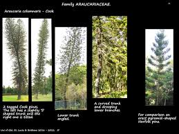 Image result for Araucaria columnaris