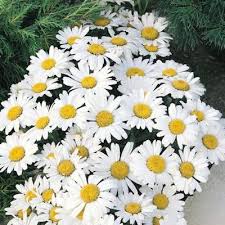 Maybe you would like to learn more about one of these? 21 Top Cutting Garden Flowers Swallowtail Garden Seeds