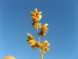 Image result for Eragrostis echinochloidea