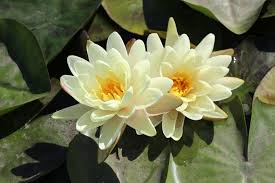 Image result for Nymphaea divaricata