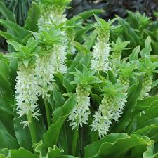 Image result for Eucomis autumnalis