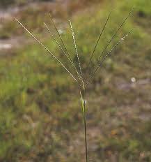 Image result for Digitaria eylesii