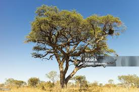 Image result for Acacia erioloba