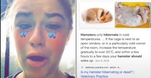 Bom.to/copc1j please help get hamster chew treats here: Tiktoker Accidentally Buries Hamster Thinking It S Dead