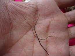 Minyak bulu perindu sukma adalah minyak pengasihan yang juga berisi sarana bulu perindu, sebuah tanaman menyerupai rumput yang sudah dipercaya memiliki energi karena kelebihannya inilah yang membuat bulu perindu diibaratkan seperti sukma yang mencari pasangannya. Bulu Perindu Benda Ajaib Yang Masih Dipercaya Bisa Bikin Seseorang Digilai Banyak Wanita Boombastis