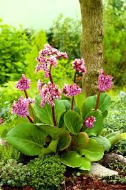 The 10 most beautiful begonia varieties at a glance: Korean Elephant Ear Badan Siberian Tea Mongolian Tea Leather Bergenia Winter Blooming Bergenia Heartleaf Bergenia Elephant Ears Heart Leaved Bergenia Elephant S Ear 250 Seeds Garden Seeds Market Free Shipping