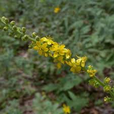 Image result for Agrimonia