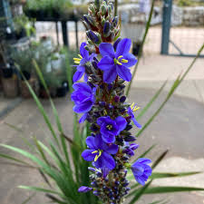 Image result for Aristea