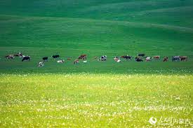 内蒙古呼伦贝尔：夏日草原牧歌悠长【4】--内蒙古频道--人民网