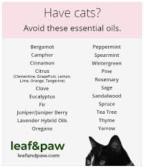 Are Essential Oils Safe For Cats Are Essential Oils Safe Essential Oils Cats Oil Safe