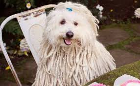 Mark Zuckerberg S Dog A Mop Look Alike Named Beast Is A Stunning Beauty In His Own Right Dogs Puli Dog Mop Dog