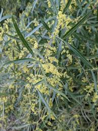 Image result for Searsia