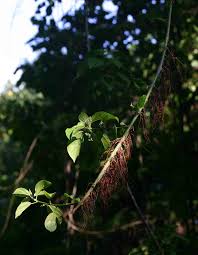 Image result for Scepocarpus