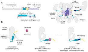 CaMKIIα as a Promising Drug Target for Ischemic Grey Matter
