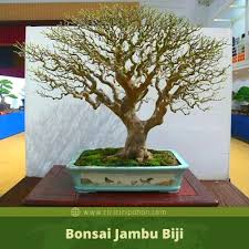 Jenis Jenis Pohon Yang Bisa Di Bonsai Dan Contohnya Ciriciripohon Com