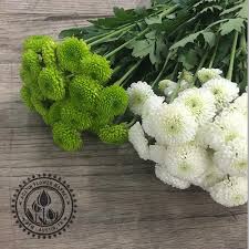 Try adding a vase of white flowers to your picnic or bbq to make it extra special. Mum Mini Pom Variety Austin Flower Market