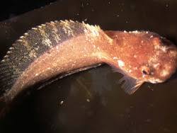 Image result for Liparis mulindana