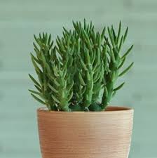Today we will discuss.different variety of cactus plant. Cactus Costa Farms