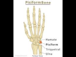 Image result for Pisiform Bone