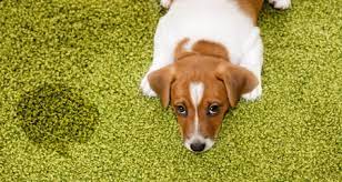 At mccann professional dog trainers, we train more than 500 dogs every week in our training we have helped more than 100,000 dogs to be good family members! 6 Common Reasons For Potty Accidents In Dogs Petcoach