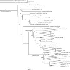 Image result for Chazaliella abrupta