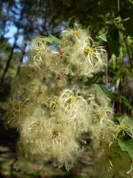Image result for Clematis commutata