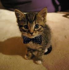 Bowtie Cute Animals Kittens Cutest Funny Animal Pictures