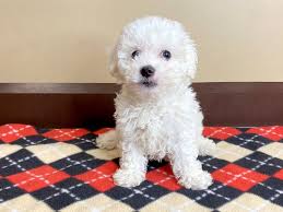 This fluffy, intelligent, and affectionate breed comes in three sizes, including standard, miniature, and toy. Bichon Poo Puppies Petland Mason Oh