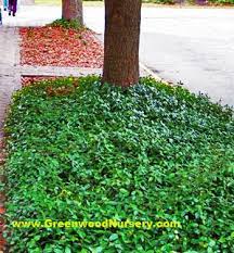 Need to cover bare ground in a shady spot? 11 Best Plants For Covering Slopes And Hillsides Greenwood Nursery