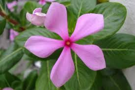 Maybe you would like to learn more about one of these? Pink Periwinkle Weed Identification Brisbane City Council