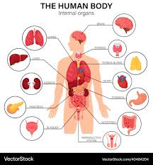Image result for internal organs