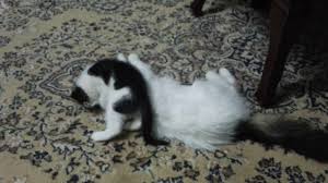 Hiperaktif Kedi Youtube