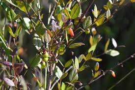 Image result for Halleria elliptica