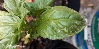 What happened next though really concerns me now. 3 Possible Causes Of White Spots On Basil Leaves Treatment