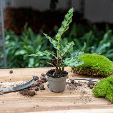 Image result for calathea