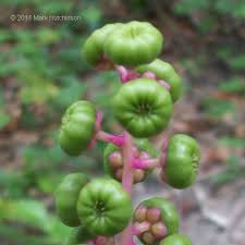 Image result for Phytolacca