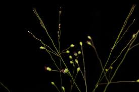 Image result for Isachne kiyalaensis