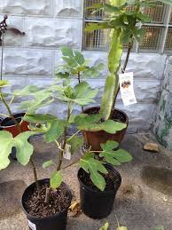 We did not find results for: How To Care For Fig Trees In Pots Over The Winter