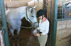 How I Measure My Life In Horse Costs Horses Big Horses Funny Horses