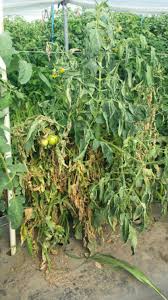 Image result for tomato seedling pseudomonas syringae pv tomato symptoms