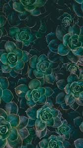 Lying somewhere between casual and formal, these eclectic designs create an immersive experience every time you look at them. Succulent Phone Wallpapers Top Free Succulent Phone Backgrounds Wallpaperaccess