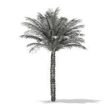 Date Palm Tree 3d Model 5m Palm Date Model Tree Palm Trees Palm Tree Tattoo Dates Tree