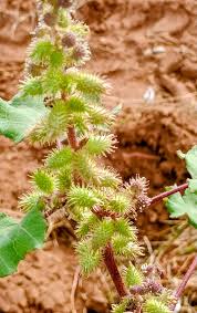 Image result for Xanthium